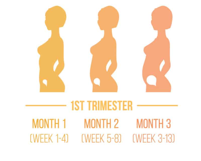 Pregnancy Trimester