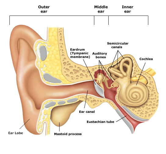 Ear Infections