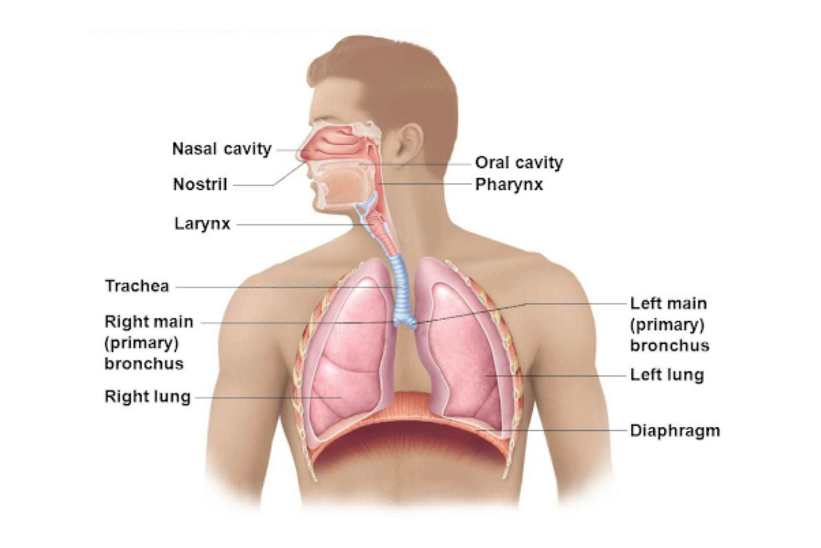 В какую систему органов входит гортань. Глотка трахея бронхи. Строение легких и гортани. Гортань бронхи легкие. Дыхательная система гортань.