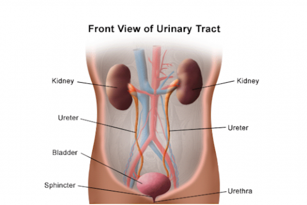 View of Urinary Tract