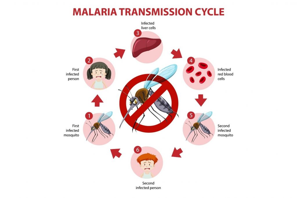 Malaria Transmission cycle