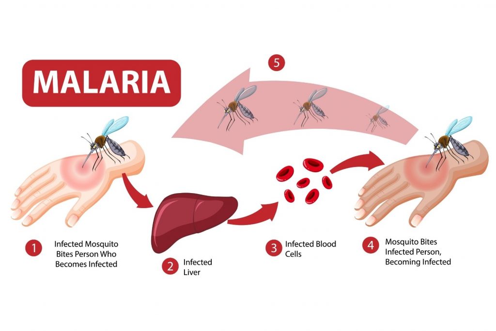 causes malaria
